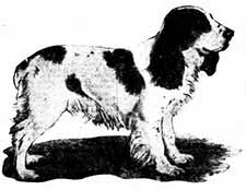 AN IMPORTED COCKER SPANIEL