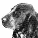 Head shot