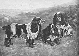English Blue-Roan Cocker Spaniels
