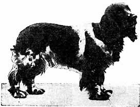A FINE BLUE ROAN COCKER SPANIEL