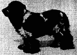CHAMPION COCKER SPANIEL