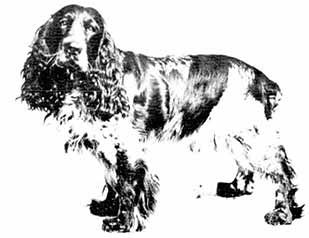 STUDIES AT THE DOG SHOW