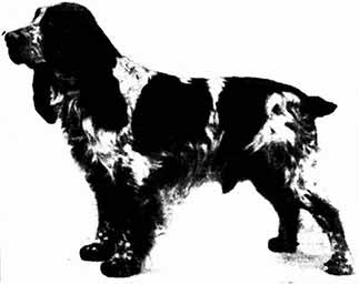 AN ATTRACTIVE COCKER SPANIEL