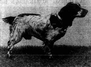 A NOTABLE COCKER SPANIEL