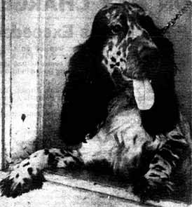 Cocker Spaniel Worth £400