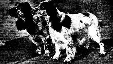Cocker Spaniel Prizewinners