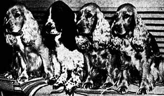 Four Cocker Spaniels Sit In Judgement