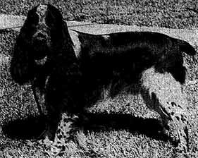 BOURKE KENNEL CLUB
