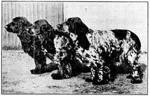 THREE COCKER SPANIEL CHAMPIONS IN ONE LlTTER.